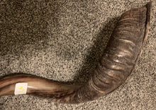 Shofar Yemenite  38.5"