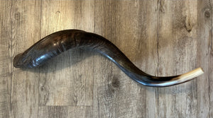 Shofar Yemenite  29"