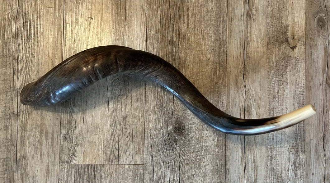 Shofar Yemenite  29