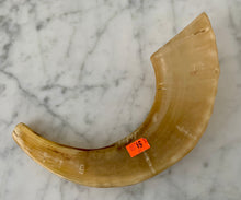 Rams Horn 13" Light