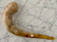 Shofar 20" Rams Horn